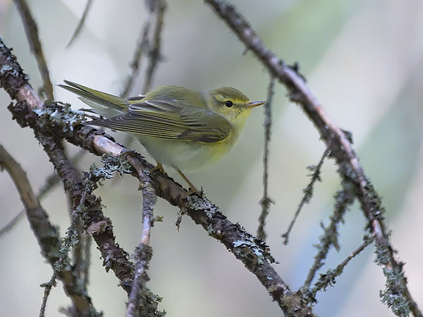 Sirittäjä, Wood Warbler, Phylloscopus sibilatrix